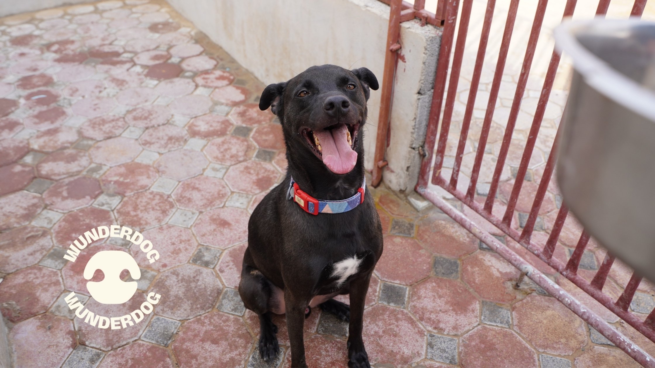 Black dog with a red collar sitting and smiling in front of a food bowl at rescue centre