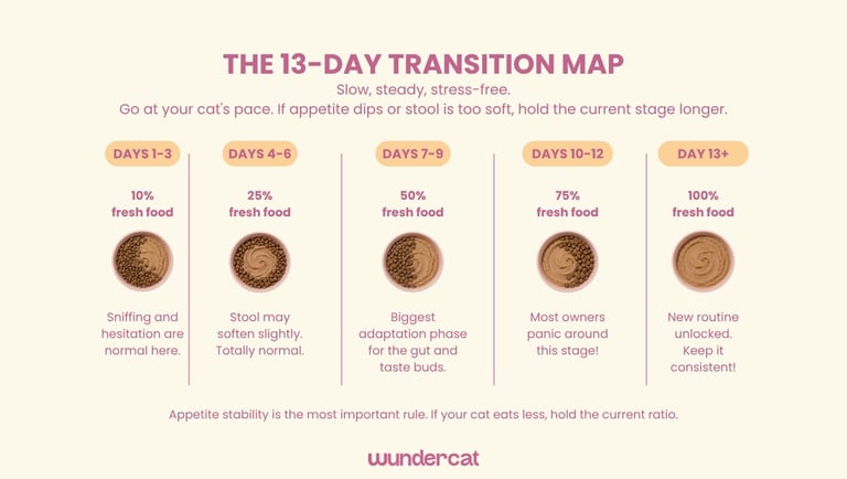 Step-by-step 13-day cat food transition guide showing the gradual increase from 10% to 100% fresh food, with feeding ratios and expected adjustment milestones.