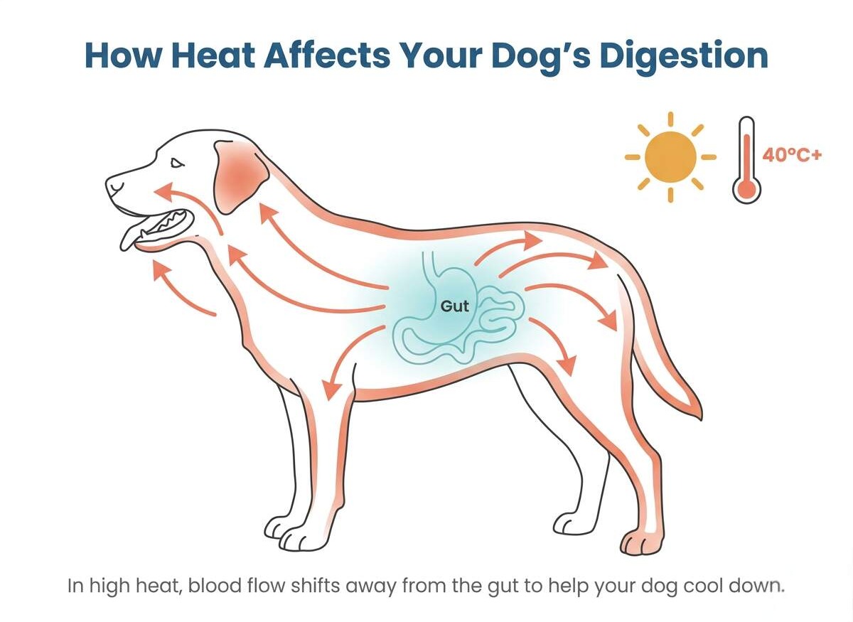 Line drawing showing blood flow redirecting from a dog’s gut toward the skin for cooling in high heat
