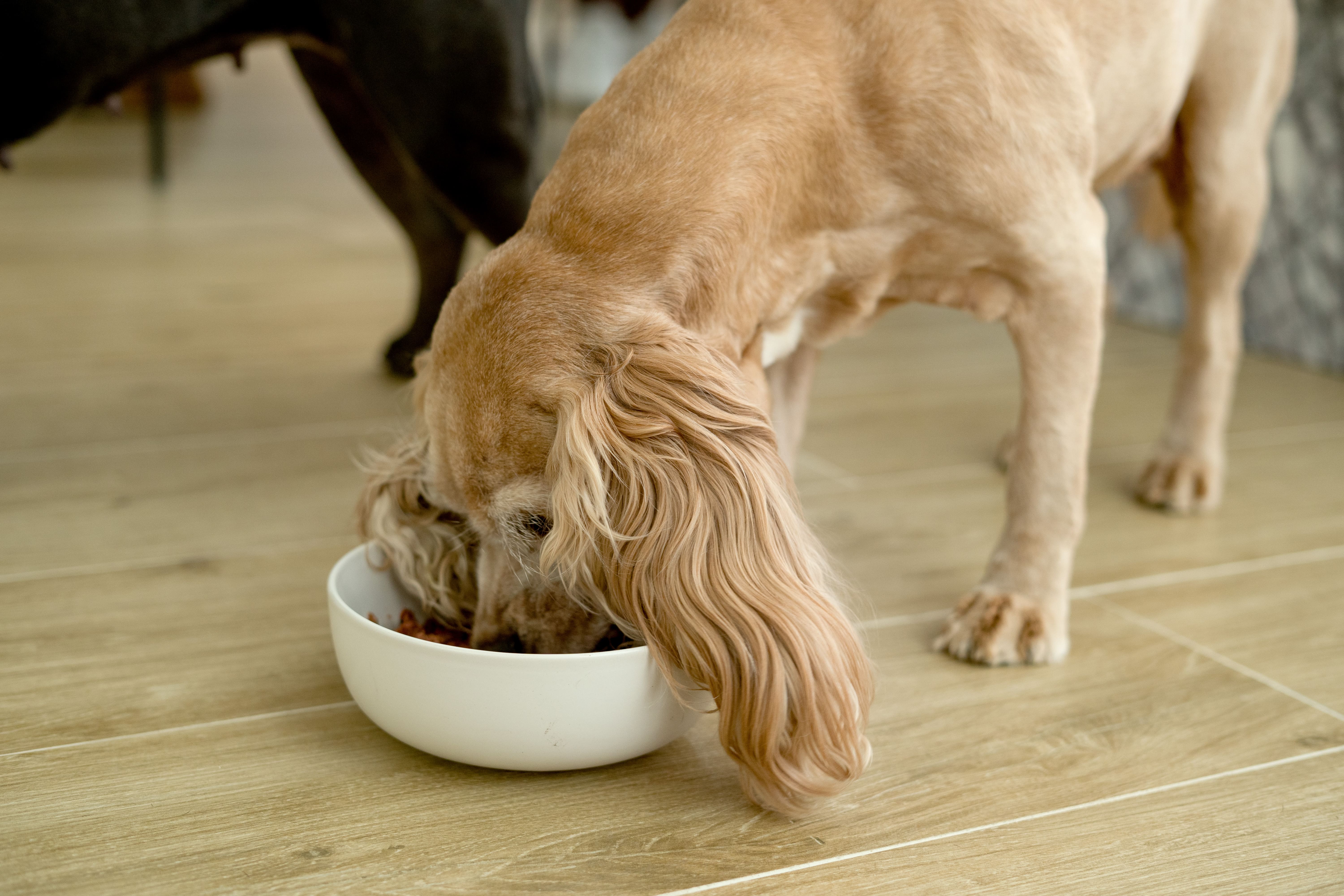 Nutrition and Dogs are A Recipe for Health