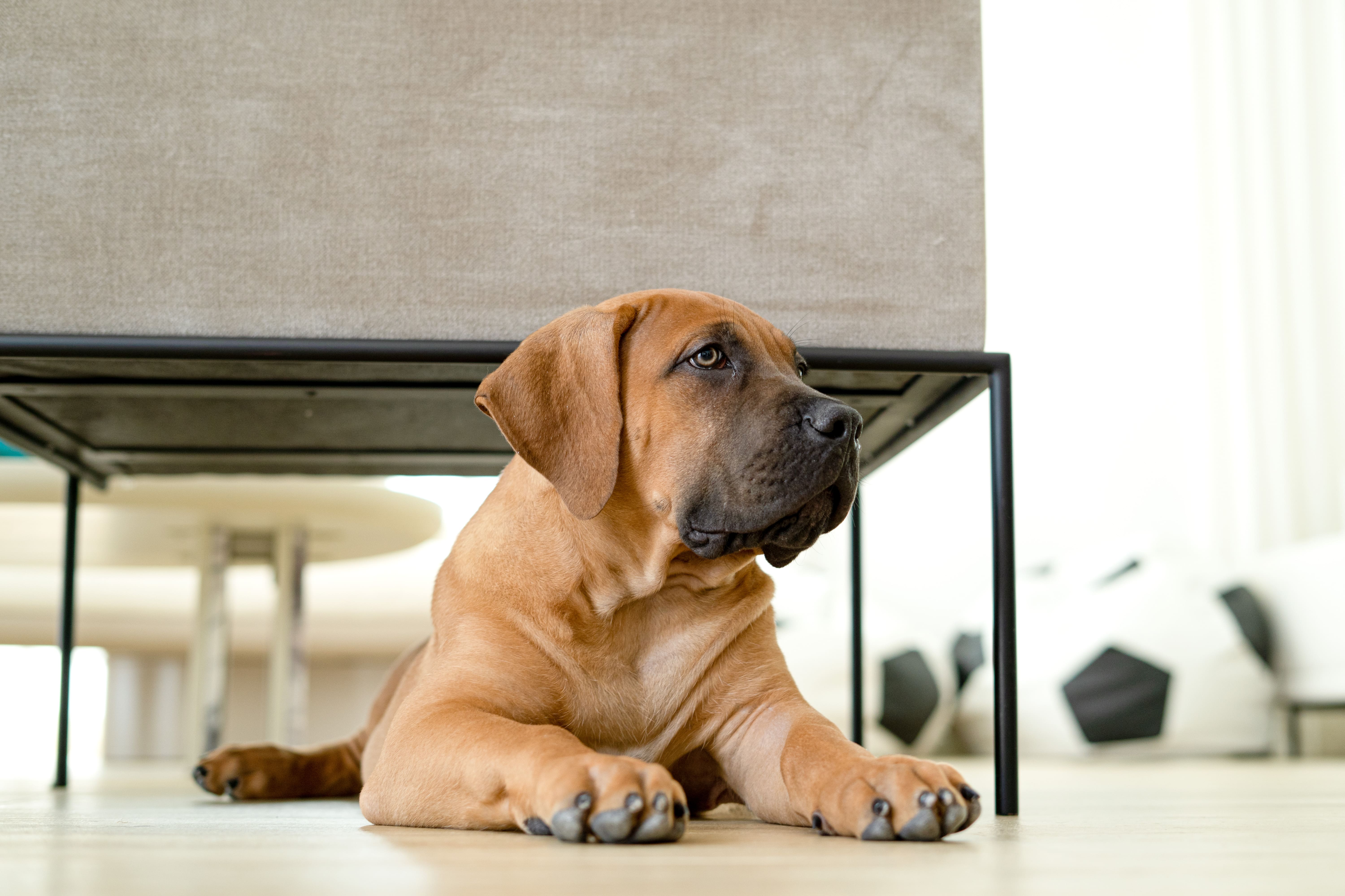 Nutrition and Canine Cancer are Powrfull Allies