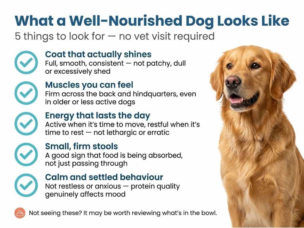 Checklist of five signs of good protein nutrition in dogs: coat, muscle tone, energy, digestion and calm behaviour