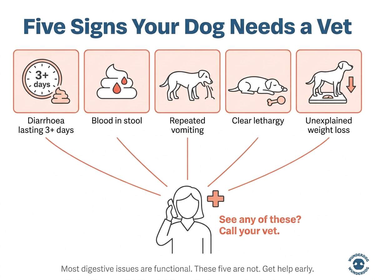 Five warning signs requiring a vet visit: persistent diarrhoea, blood in stool, vomiting, lethargy, weight loss
