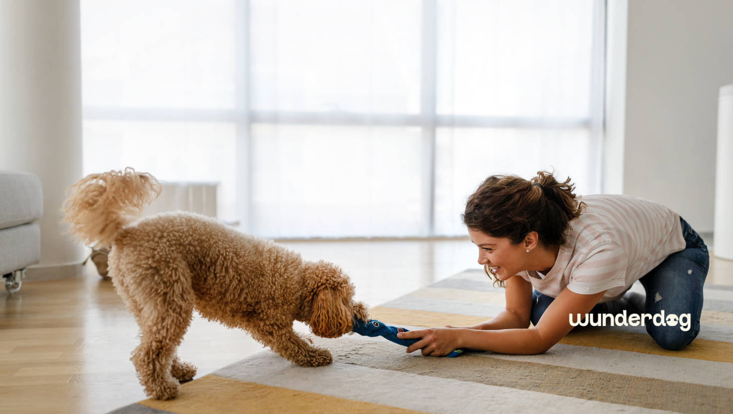 Woman playing tug of war with her dog indoors during the UAE summer as part of an indoor exercise and enrichment activity.