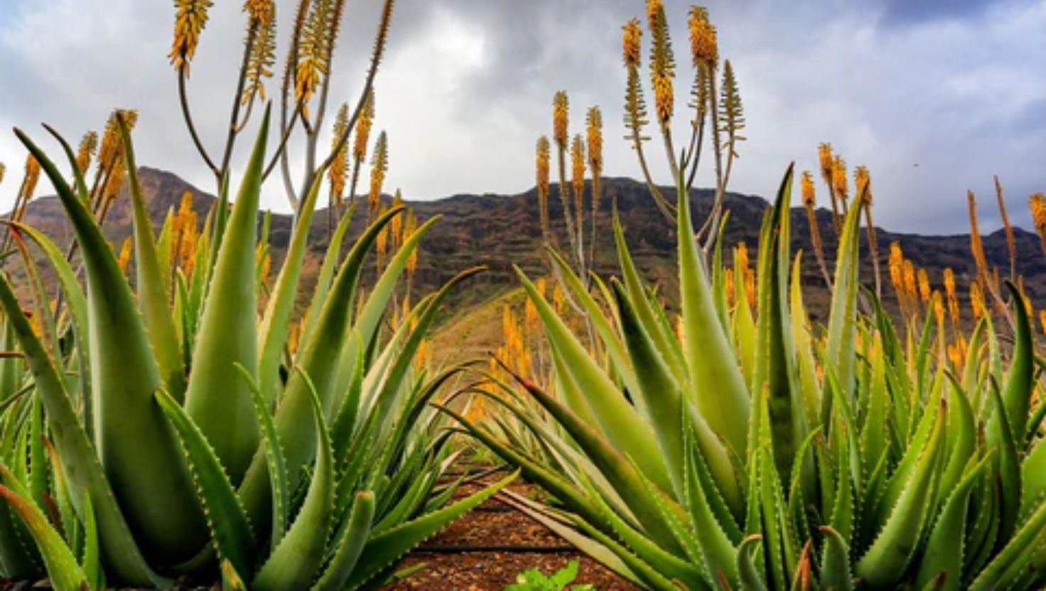 Aloe Vera