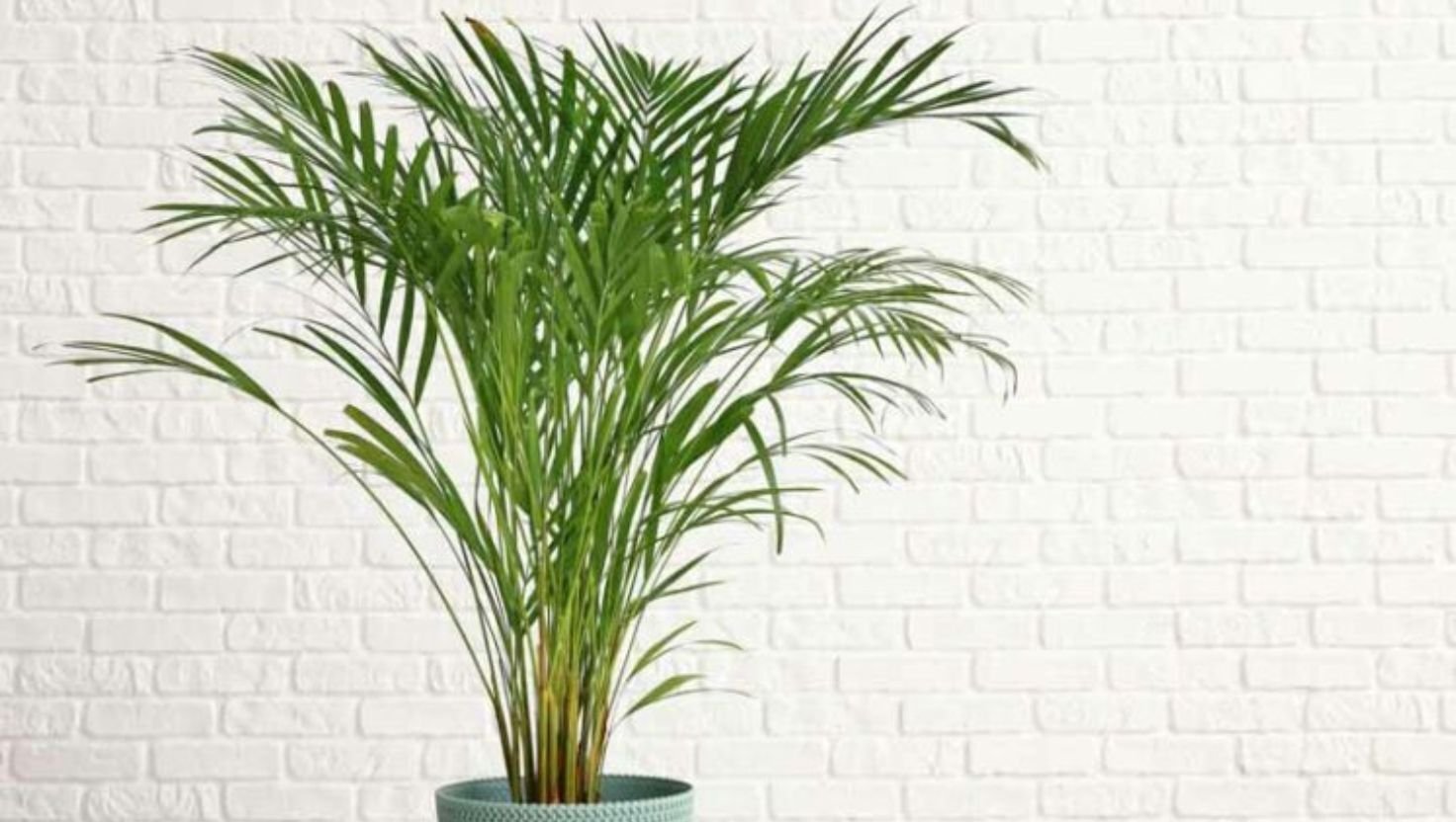 Areca palm