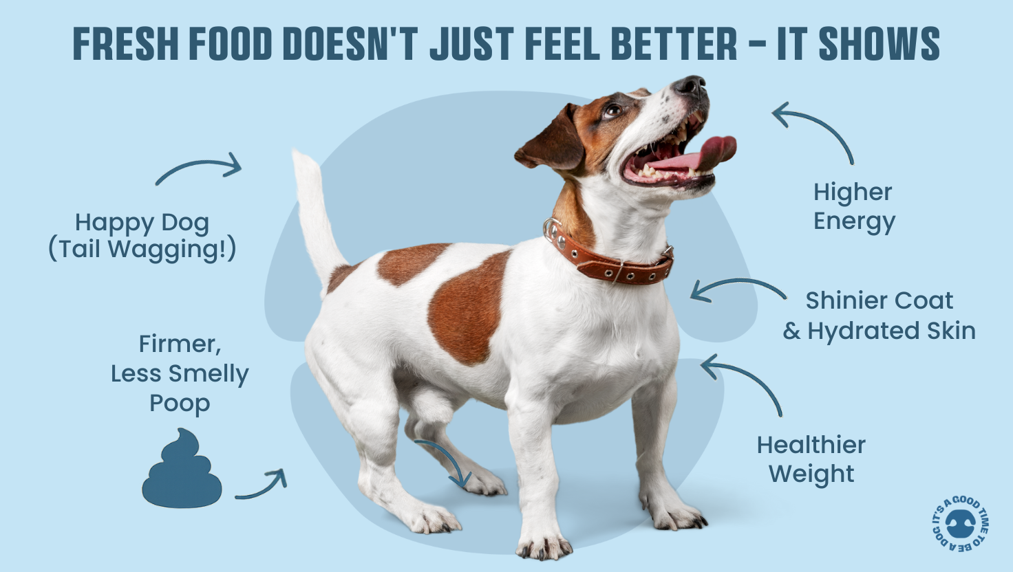 Happy dog showing visible benefits of fresh dog food including firmer poop, higher energy, shinier coat, hydrated skin, and healthier weight.