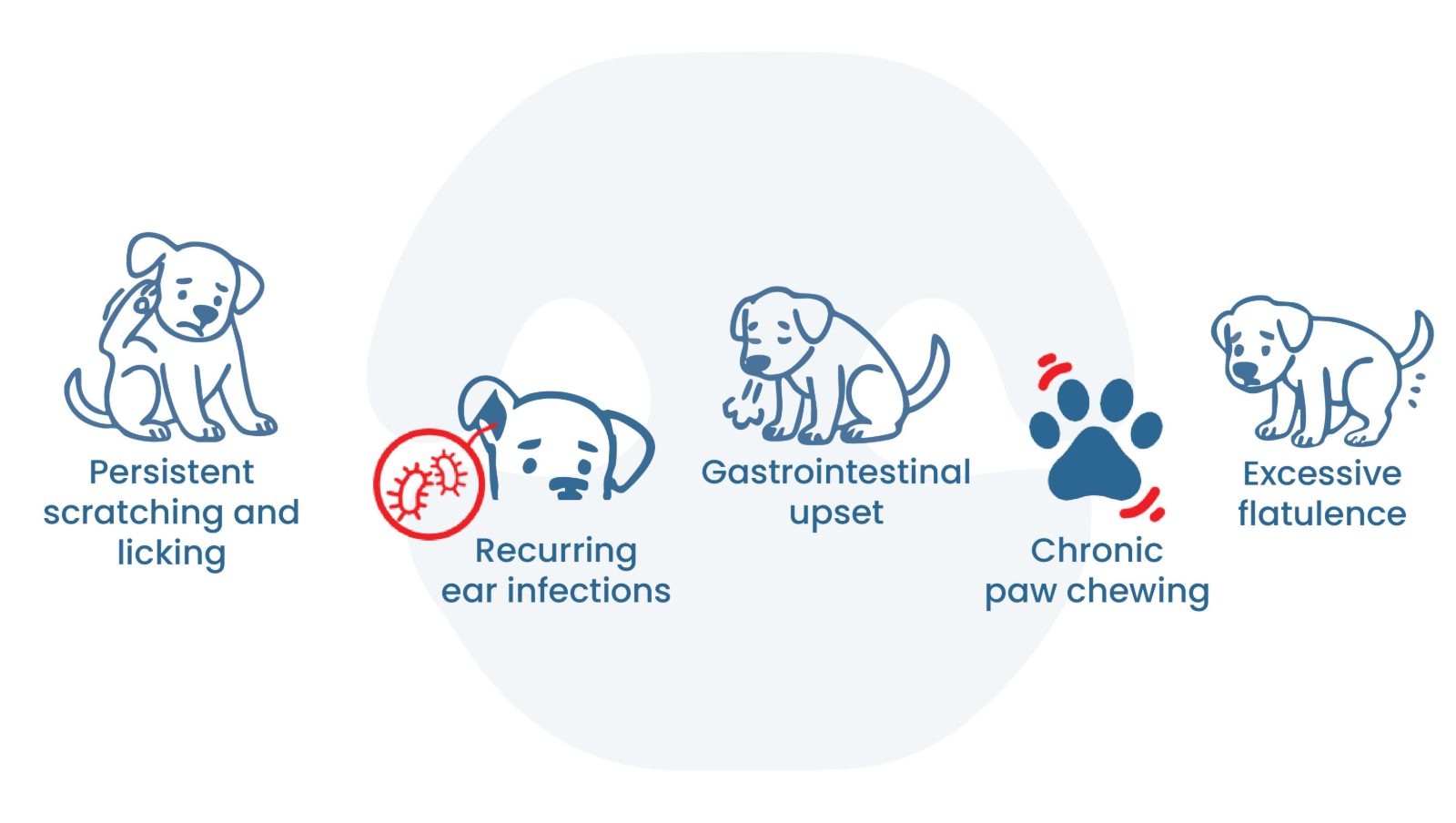 Common signs of food sensitivity in dogs include scratching, ear infections, vomiting, paw chewing, and gas, indicating the need for a diet change.