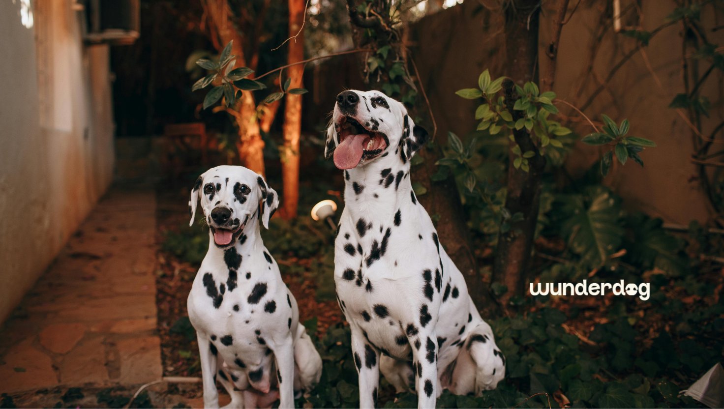 Two healthy Dalmatians sitting outdoors in a garden, illustrating a blog about diet, hydration, and urinary stone prevention in Dalmatians.