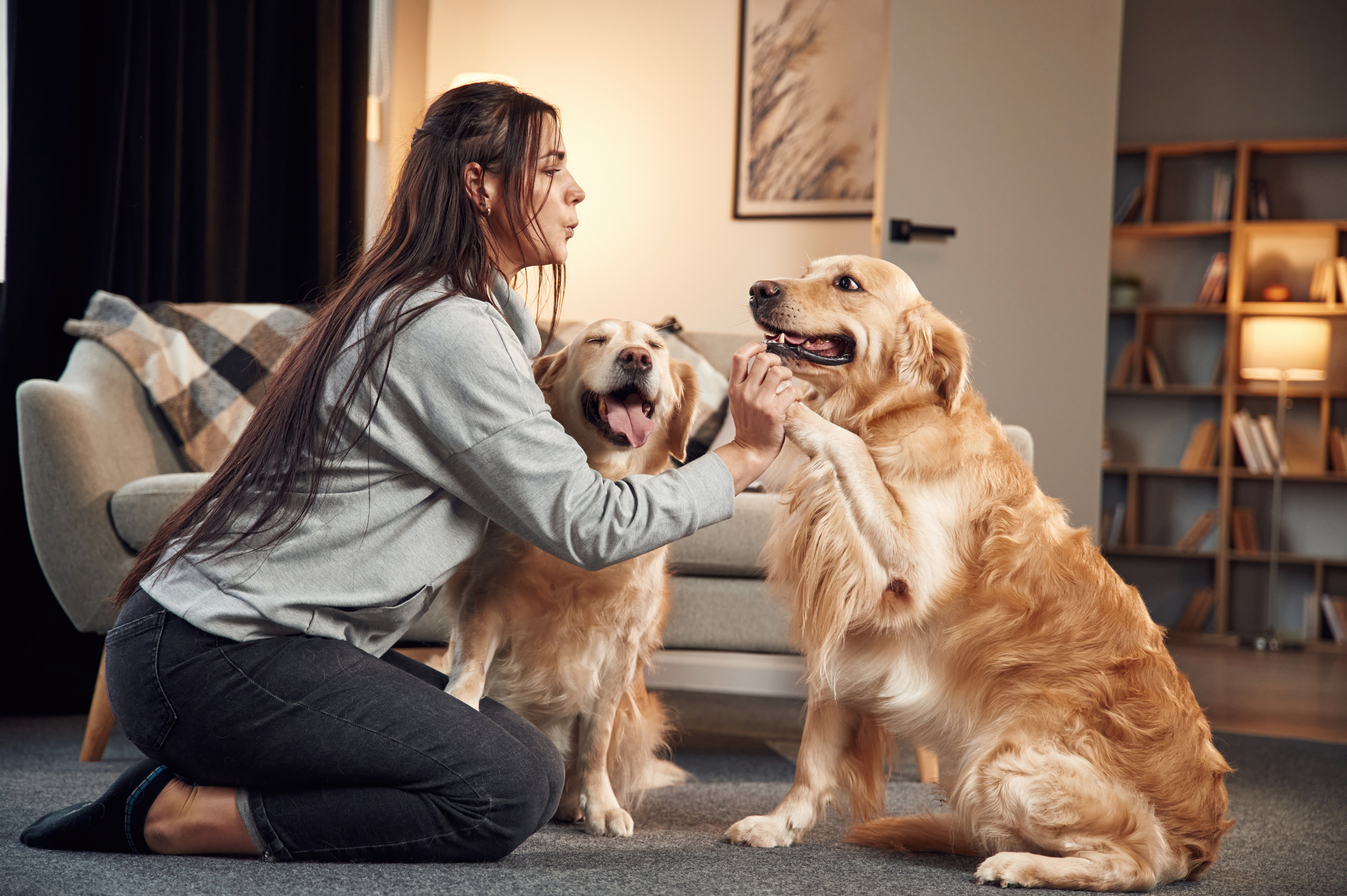 Young woman with two happy Golden Retrievers at home, one dog giving paw while the other smiles in the background.