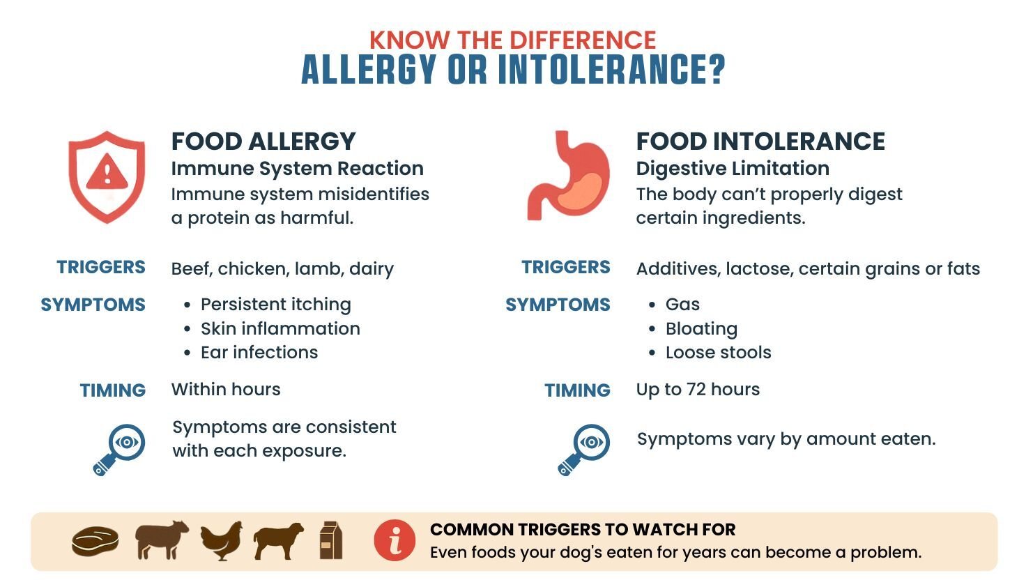 The difference between a food allergy and food intolerance in your dog