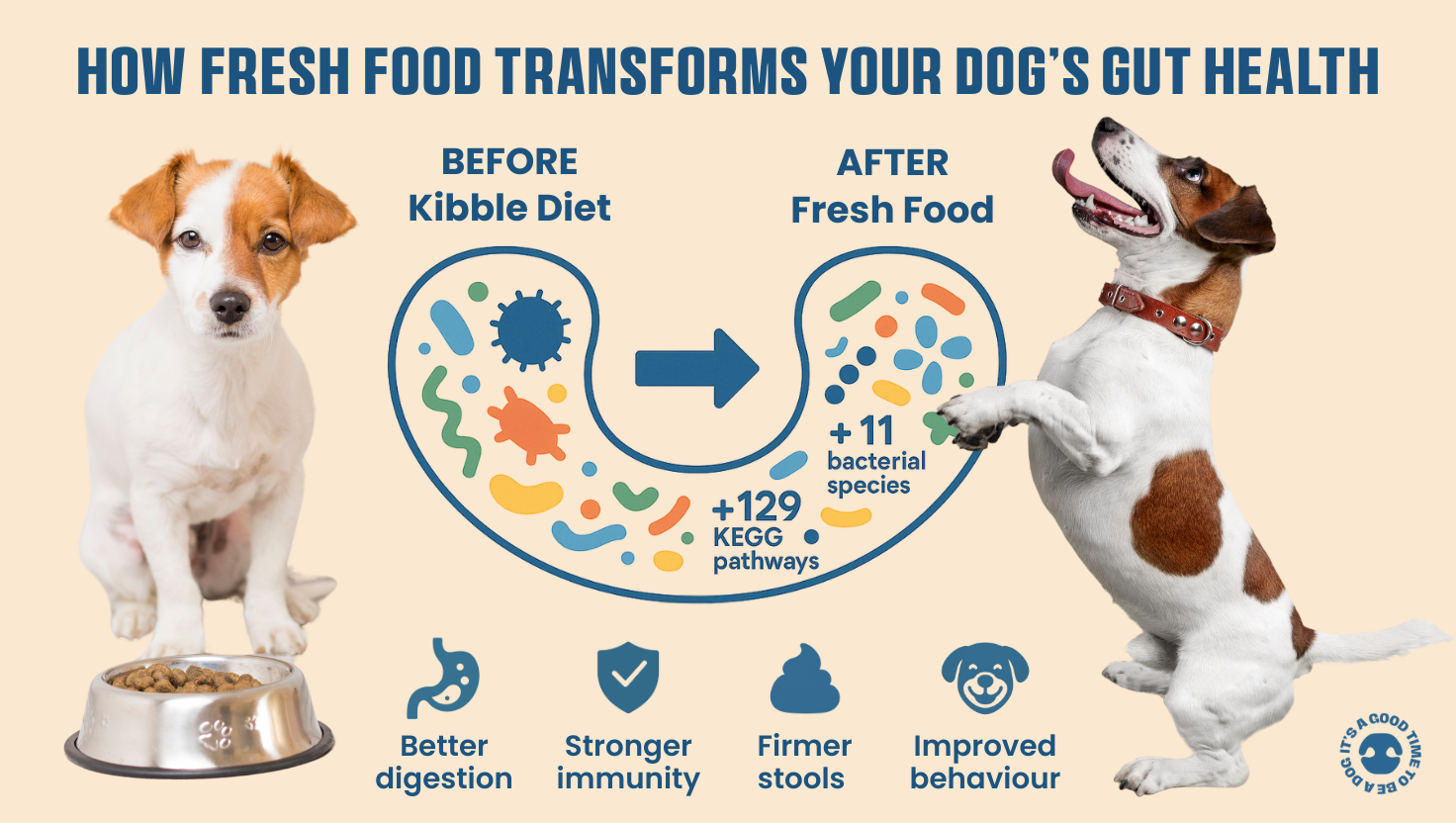 Infographic comparing kibble and fresh food, showing how fresh dog food improves gut health by increasing beneficial bacteria and KEGG pathways for better digestion, immunity, and behavior.