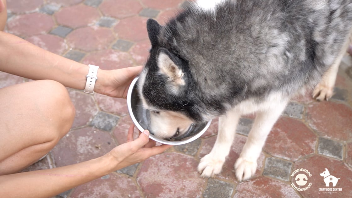 Rescue husky at Stray Dogs Center eating Wunderdog’s gently cooked food provided by the Gift a Meal programme.