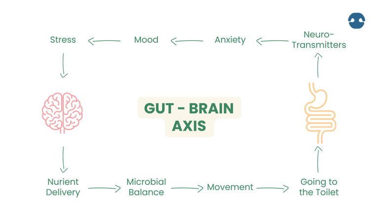 A visual diagram illustrating the Gut–Brain Axis. It shows connections between the gut and brain with arrows linking concepts like stress, mood, anxiety, neurotransmitters, nutrient delivery, microbial balance, movement, and going to the toilet. Icons of a brain and intestines appear on each end.