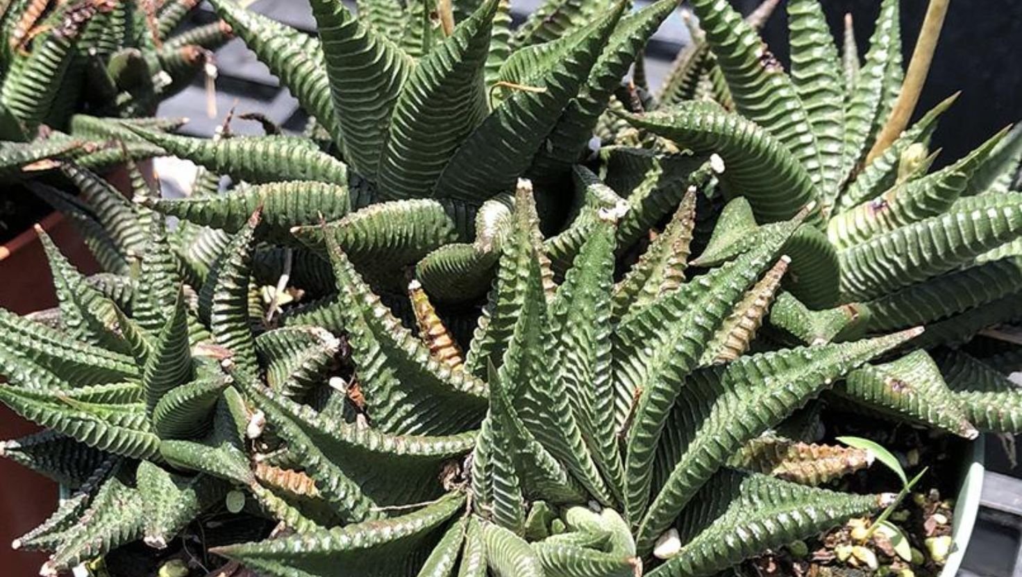 Haworthia