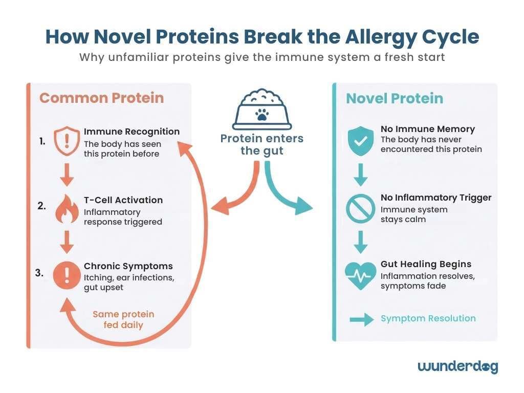 Two pathways comparing how common proteins trigger immune inflammation versus how novel proteins bypass the cycle and allow healing