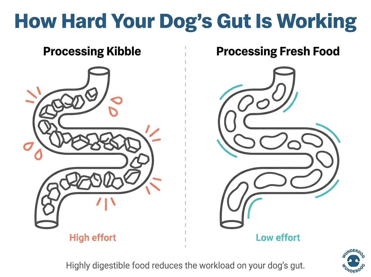 Comparison of a dog’s gut straining to process kibble versus processing fresh food with ease
