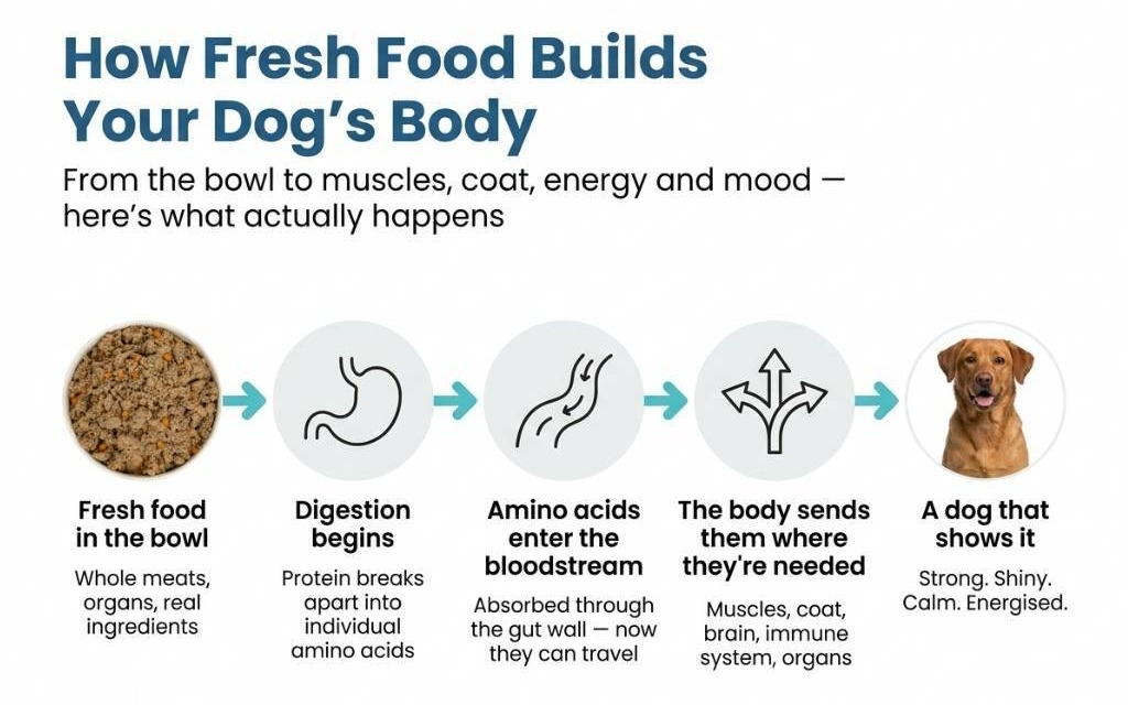 Five-step flow showing how fresh dog food breaks into amino acids and reaches muscles, coat, brain and immune system