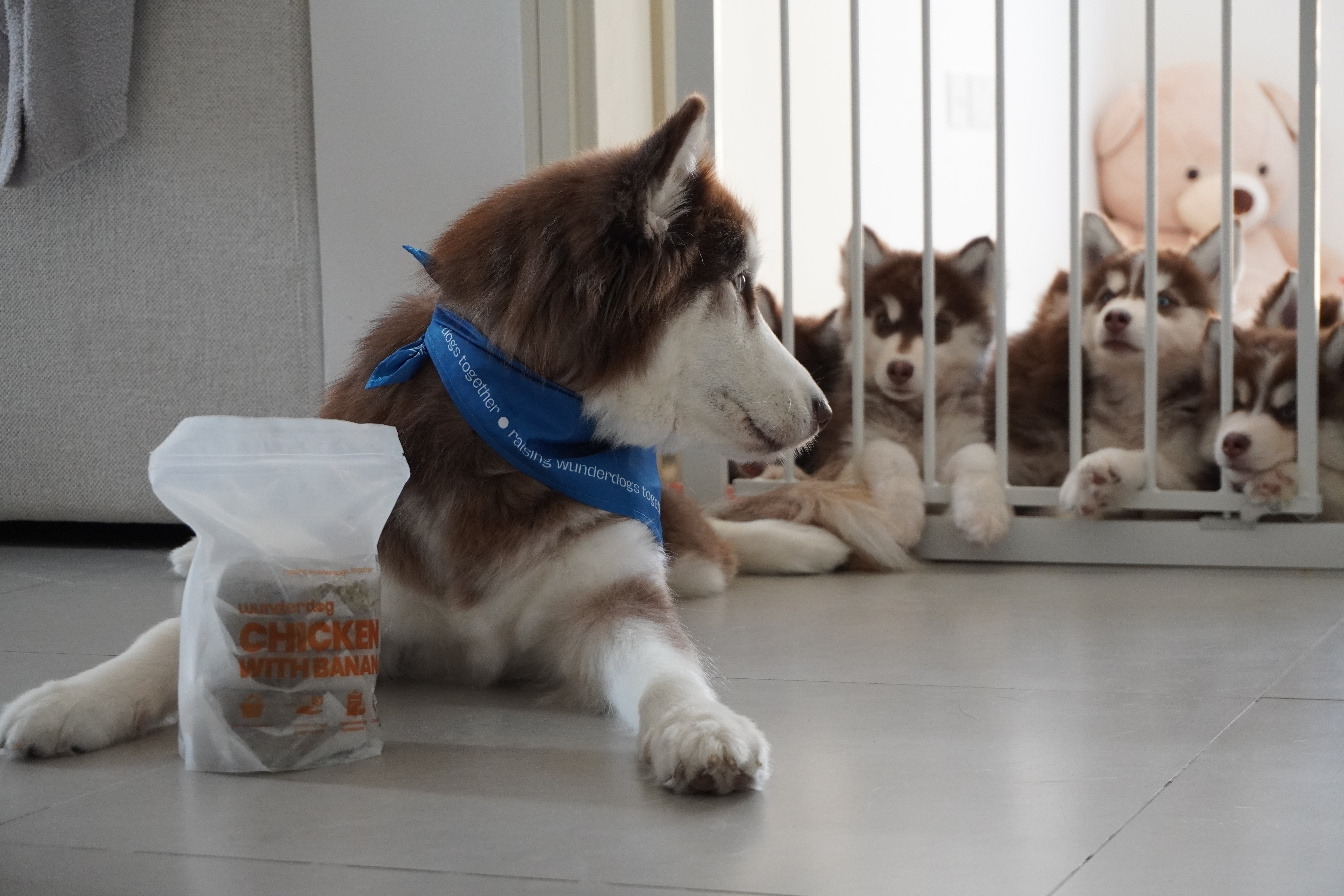 Adult Husky wearing a Wunderdog bandana lying next to a Chicken with Banana recipe pack, while Husky puppies watch from behind a baby gate — showcasing family feeding moments and tailored nutrition for dogs at different life stages.