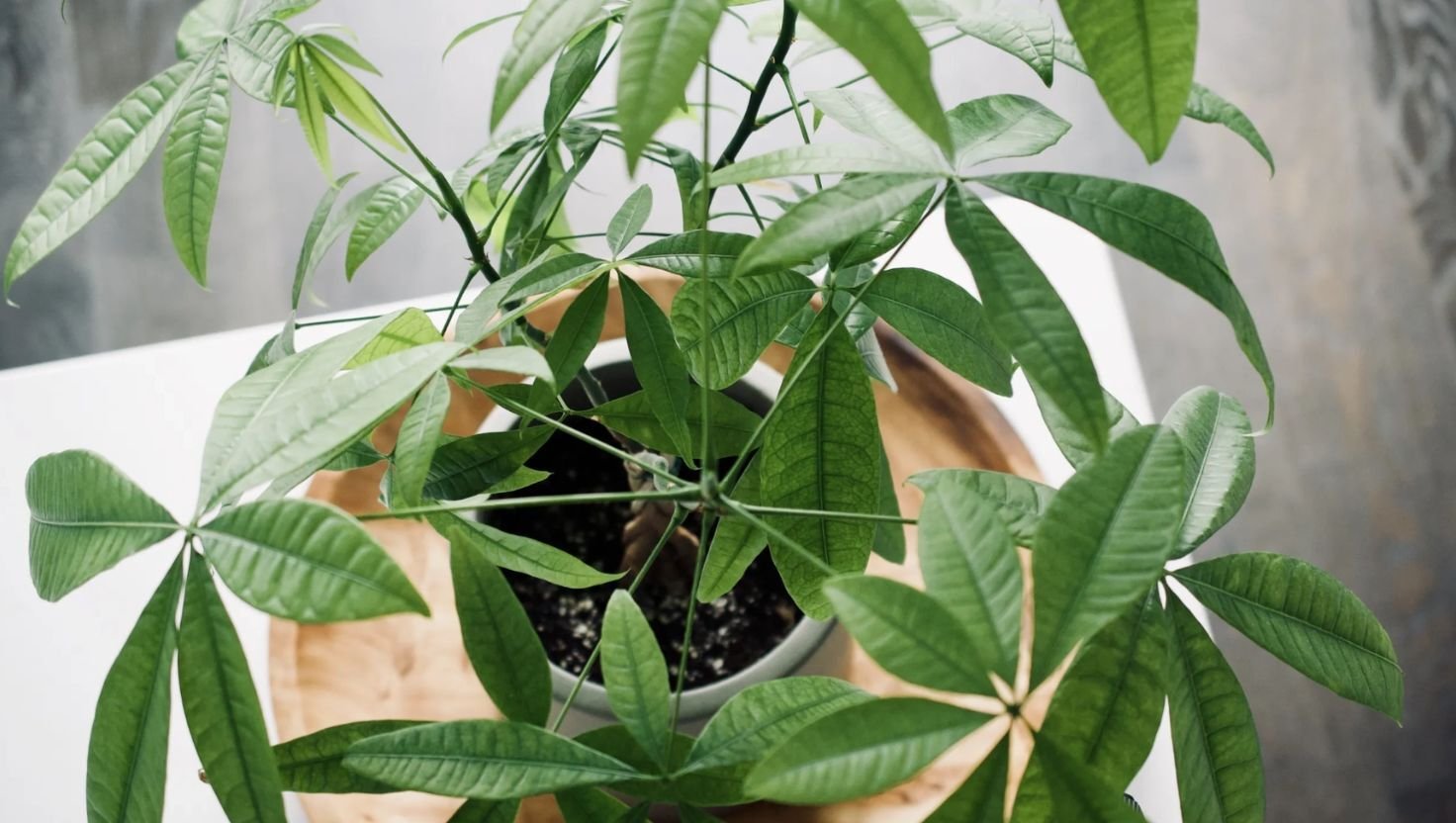 Money Tree