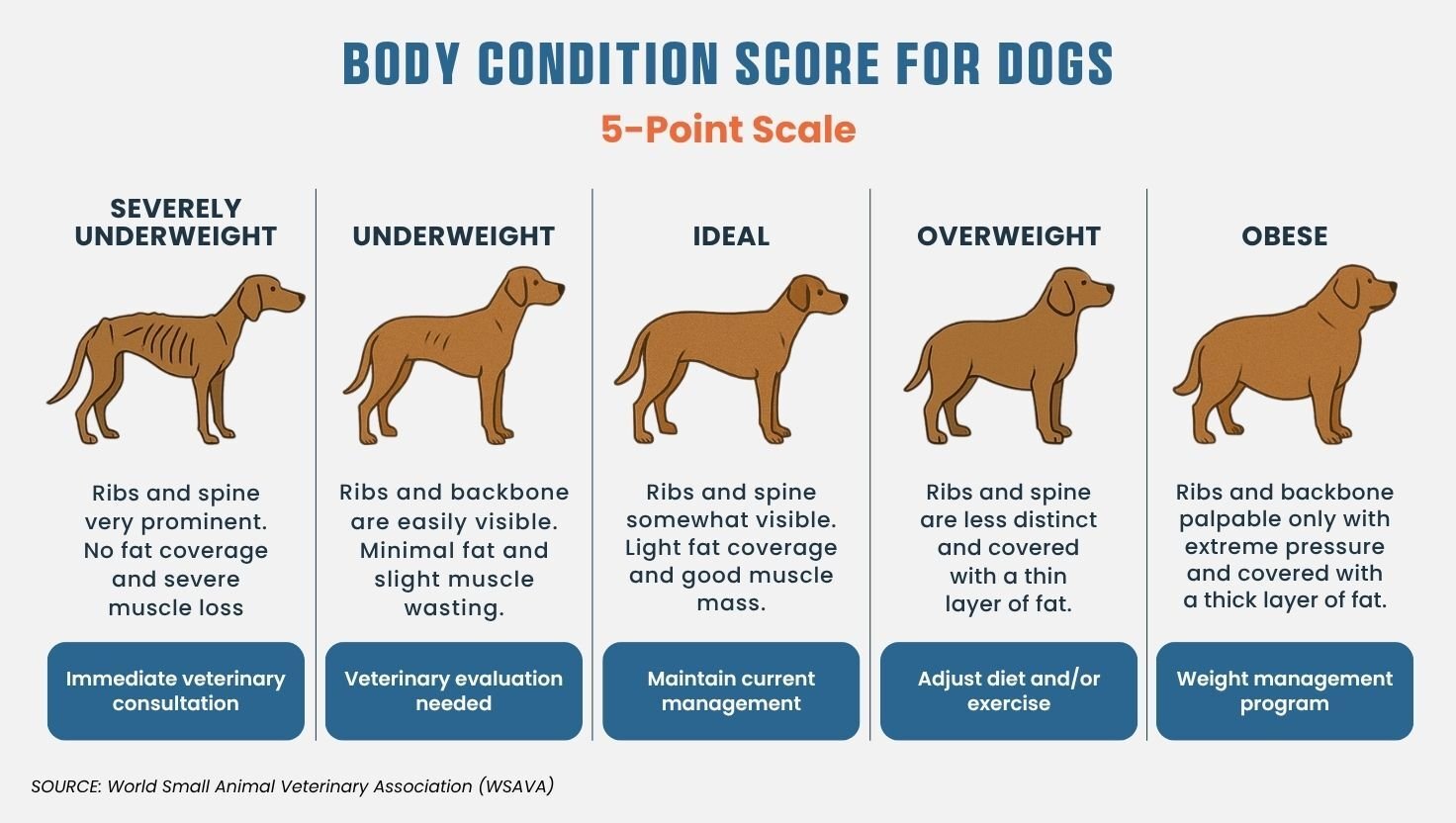 Visual guide to the 5-point Body Condition Score (BCS) scale for dogs, from severely underweight to obese, with visual cues and health guidance.