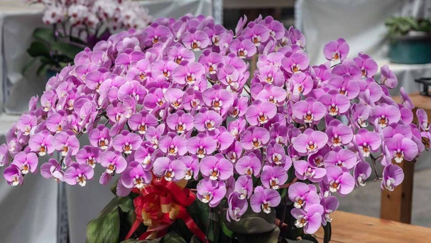 Phalaenopsis orchid