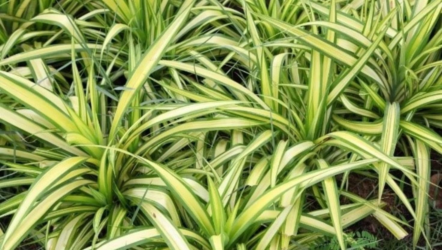 Spider plant