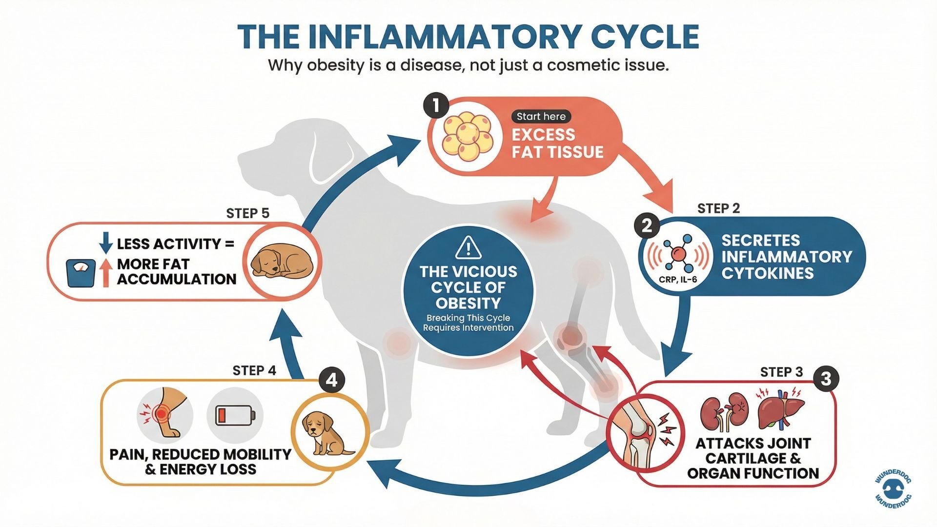 The Inflammatory Cycle