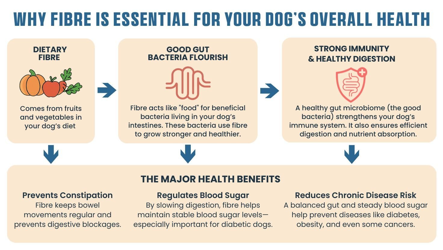 Why Fibre is Essential for Your Dog's Overall Health - dietary fibre from fruits and vegetables supports gut bacteria, boosts immunity, prevents constipation, and reduces disease risk in dogs.