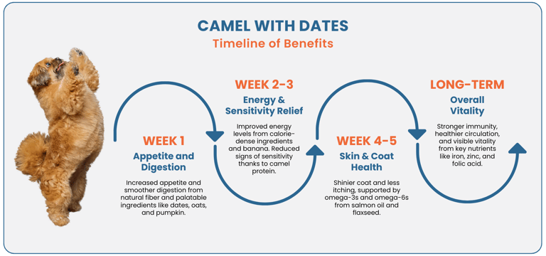 The Benefits of Fresh Food for Dogs