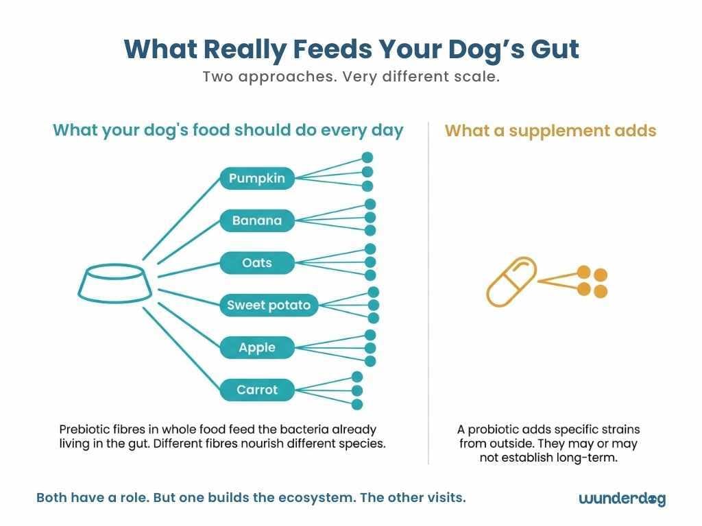 Comparison showing diverse prebiotic fibres in food nourishing broad gut bacteria versus a probiotic supplement adding a narrow set of strains