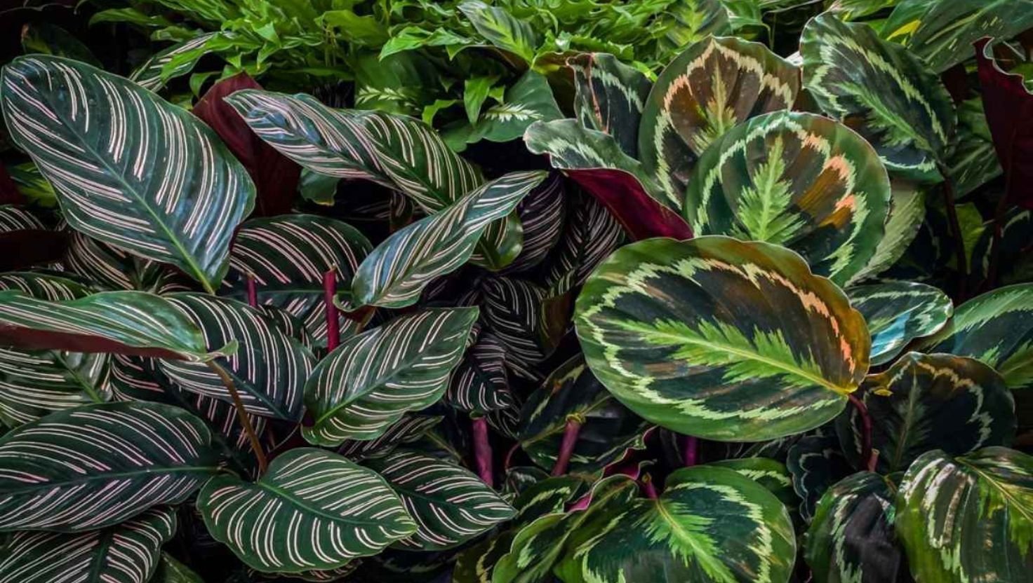 calathea