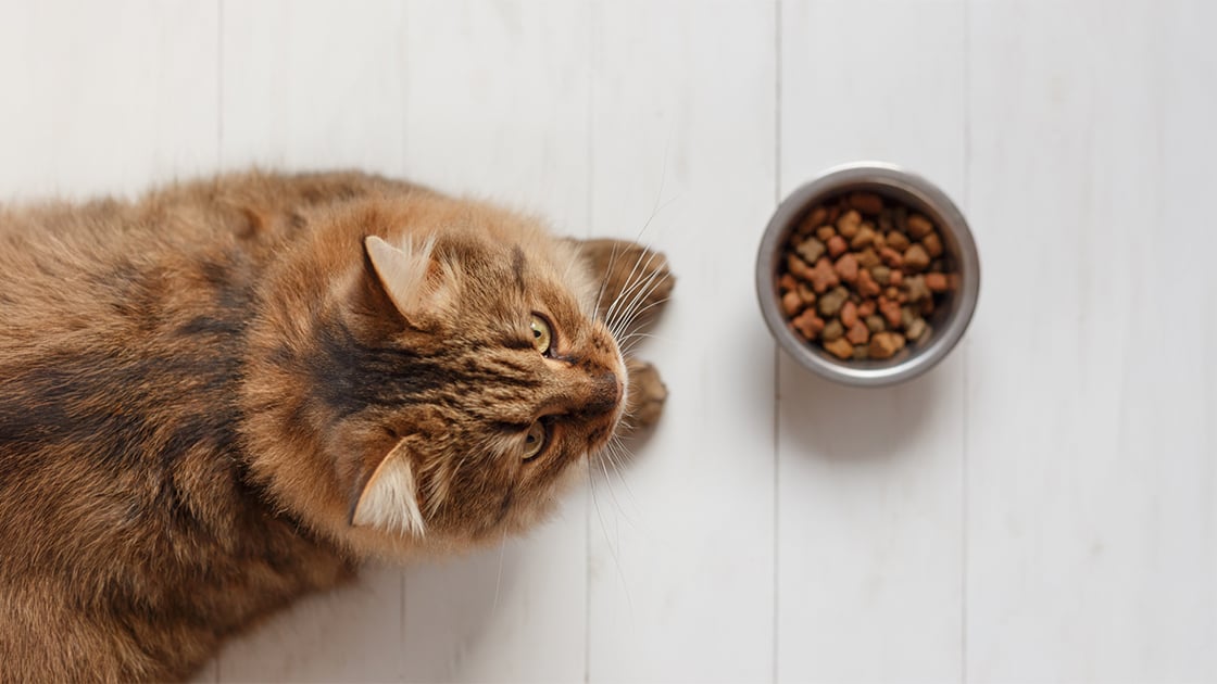 Long-haired brown cat looking at a bowl of dry kibble on a white floor