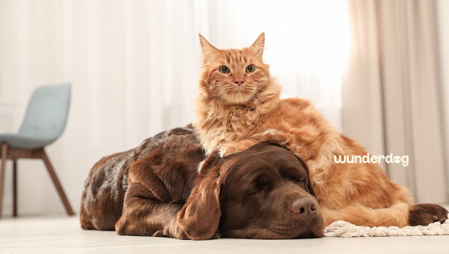A ginger cat resting on top of a sleeping chocolate Labrador on a light rug indoors, with the Wunderdog logo.