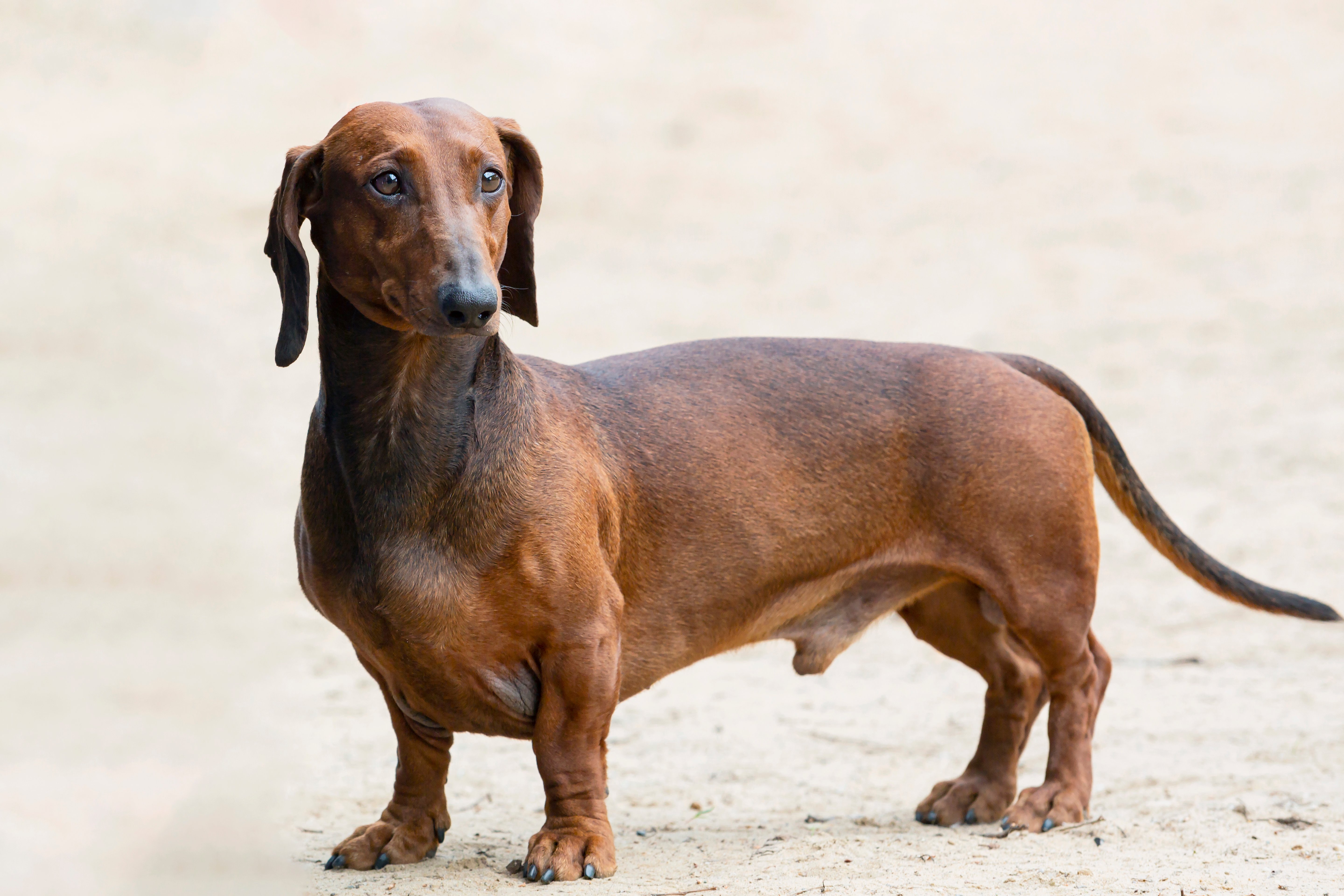 Dachshund with elongated body and deep chest — example of a breed that requires specialized Body Condition Score (BCS) assessment due to unique proportions that challenge standard scoring guidelines.