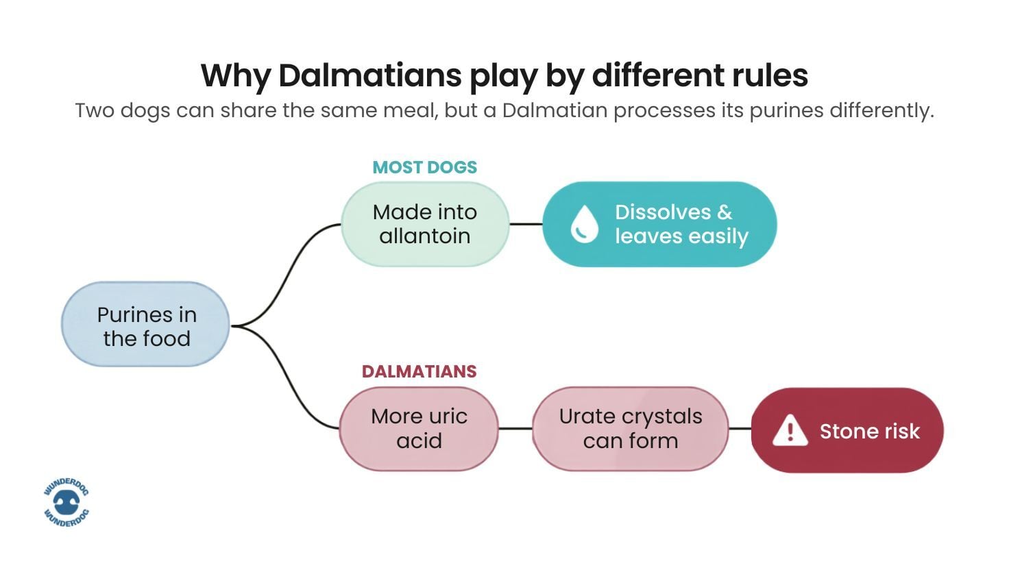 Infographic explaining why Dalmatians are more prone to urinary stones by showing how they process purines differently from most dogs, leading to increased uric acid and a higher risk of urate crystals.