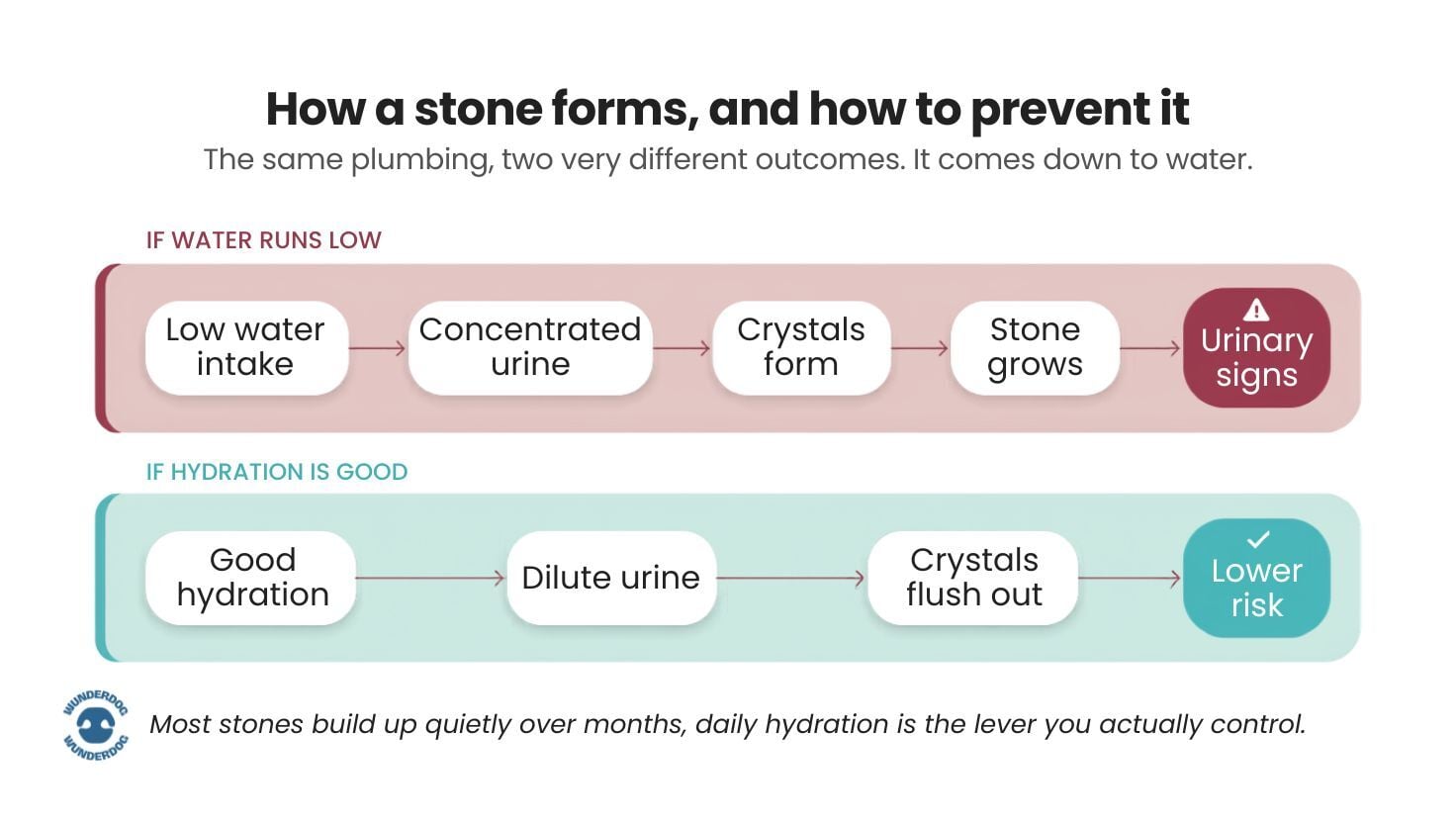 Infographic showing how hydration affects urinary stone formation in Dalmatians, comparing concentrated urine and stone development with good hydration that helps flush crystals and reduce risk.