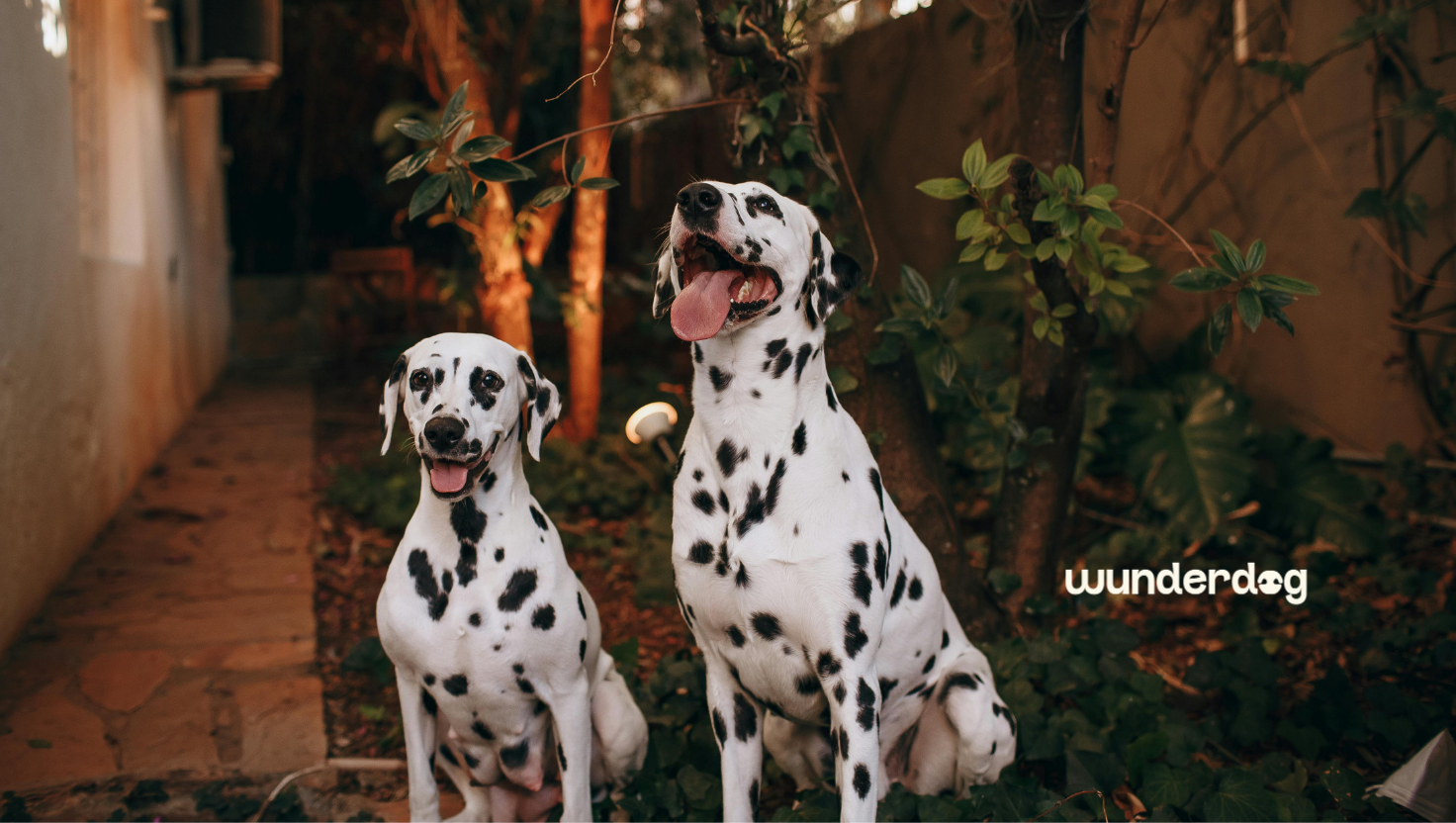 Two healthy Dalmatians sitting outdoors in a garden, illustrating a blog about diet, hydration, and urinary stone prevention in Dalmatians.