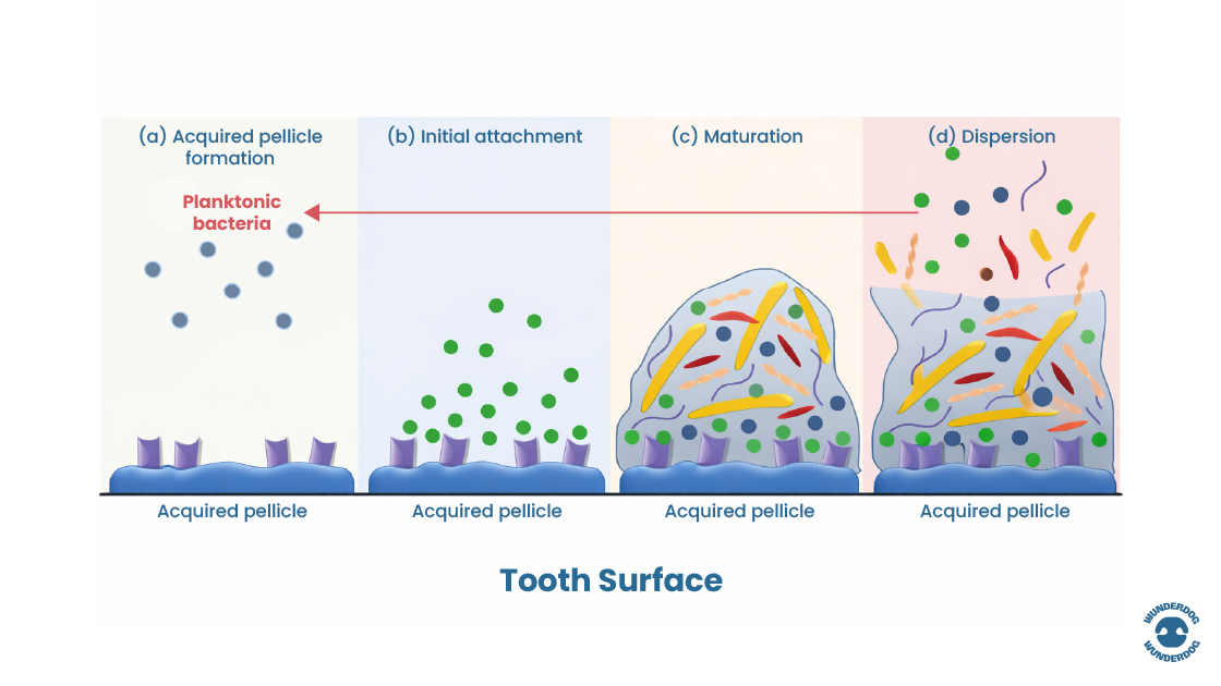 Scientific illustration showing the stages of dental plaque biofilm formation on a dog’s tooth surface, from initial bacterial attachment to maturation and dispersion.