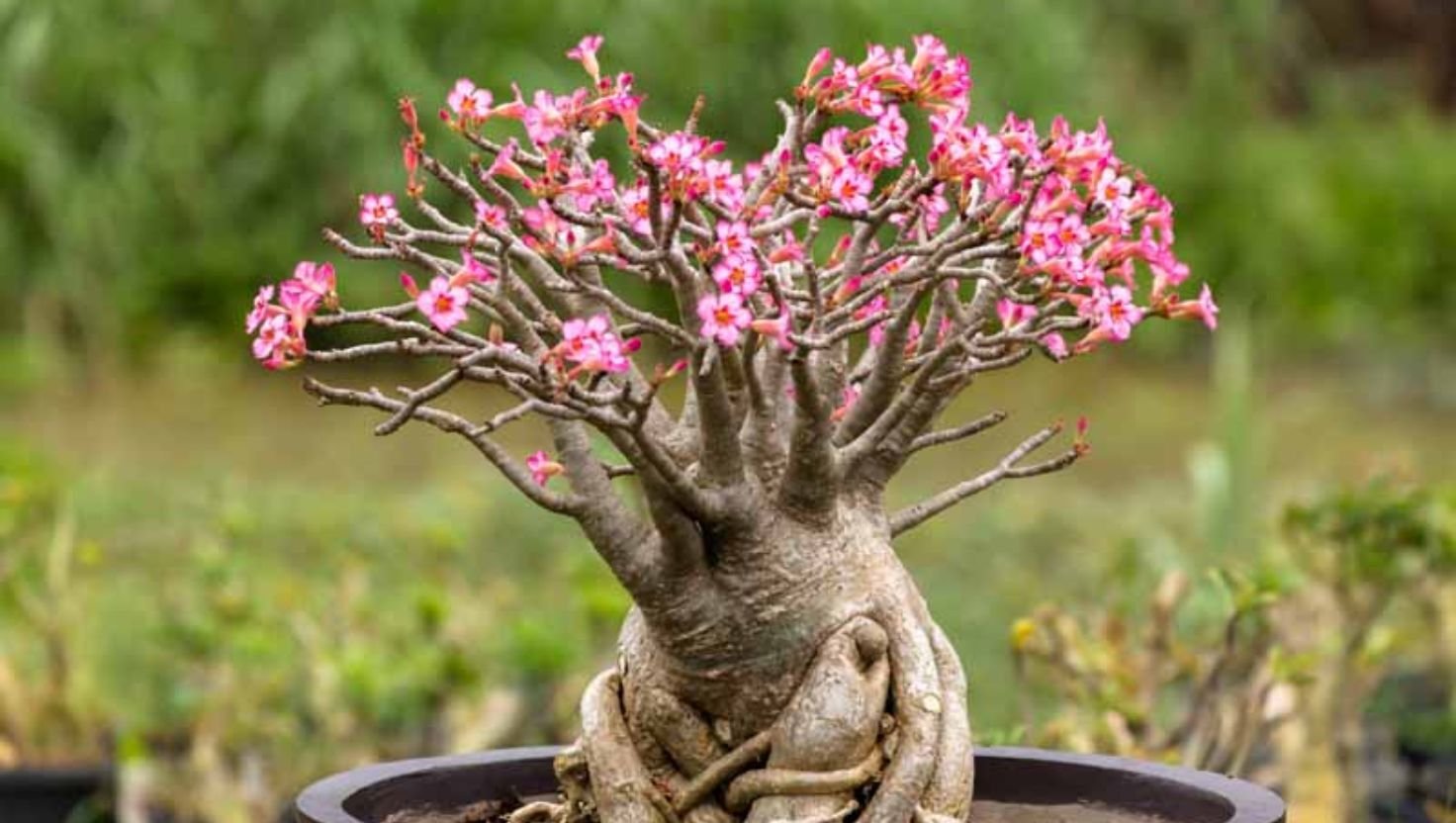 desert rose