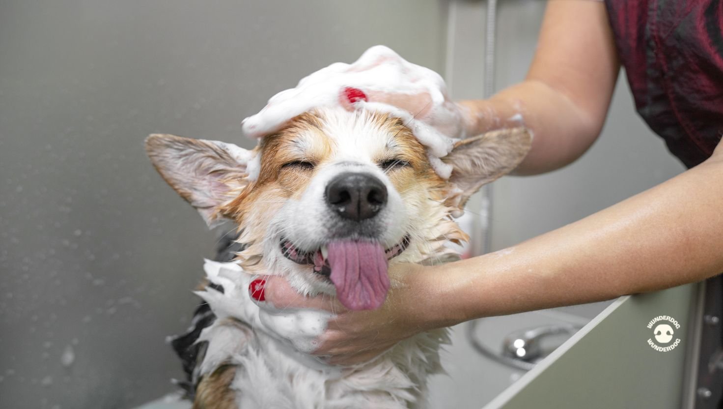 Dog being washed with shampoo during a summer grooming session to keep the coat clean and healthy.