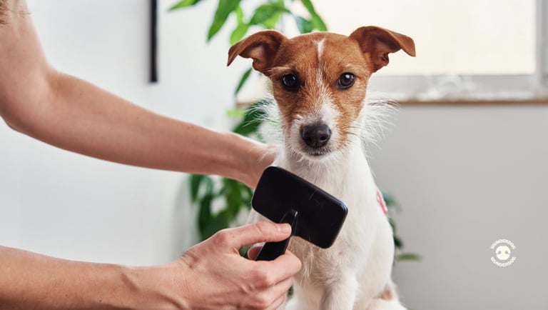Small dog being brushed during a grooming session to maintain coat health and reduce shedding.
