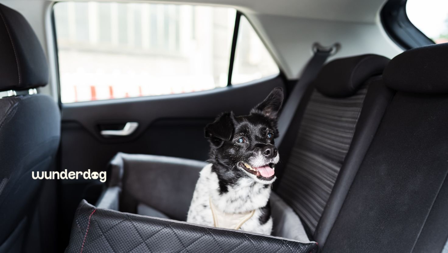 Dog sitting calmly in a secured car seat during a car journey, illustrating dog car anxiety and safe travel with Wunderdog.