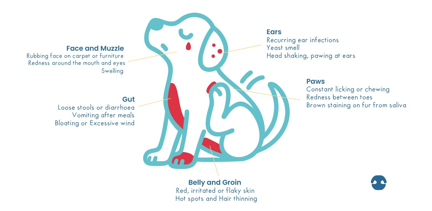 Illustrated dog symptom body map showing common signs of food allergies in dogs including ear infections, itchy paws, digestive issues, facial irritation, and belly skin inflammation.