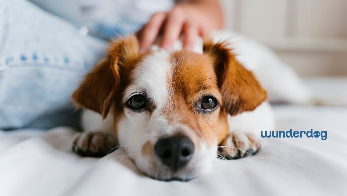 Jack Russell Terrier lying on a bed while being gently petted by its owner.