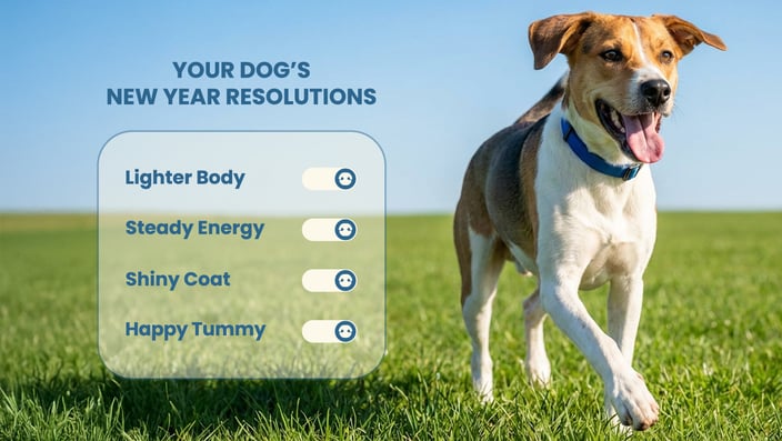 Happy dog running outdoors with New Year resolutions overlay showing lighter body, steady energy, shiny coat, and happy tummy goals for fresh dog food diet Dubai