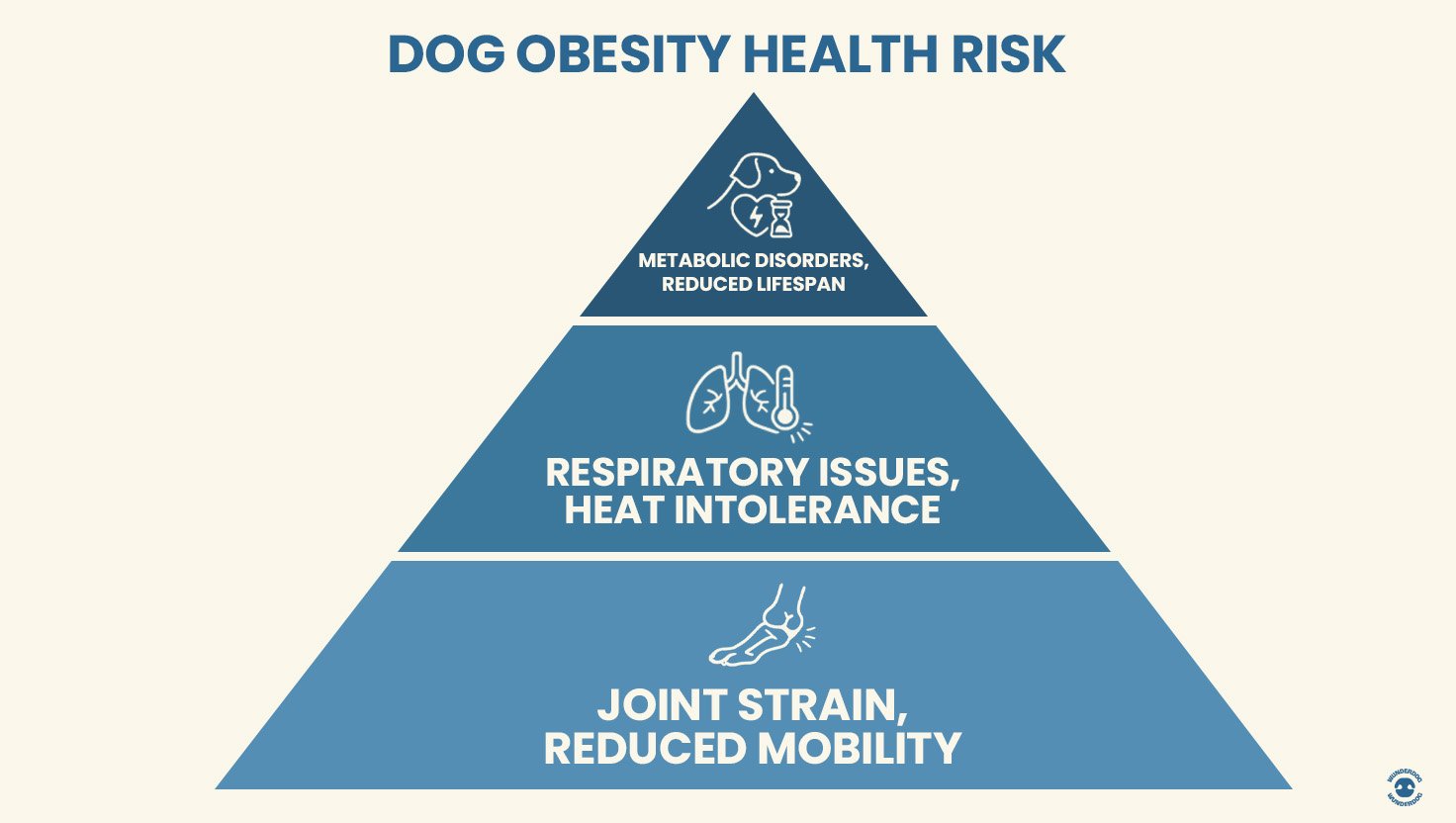 Health risk pyramid showing progression of dog obesity consequences from joint strain at base to metabolic disorders and reduced lifespan at top