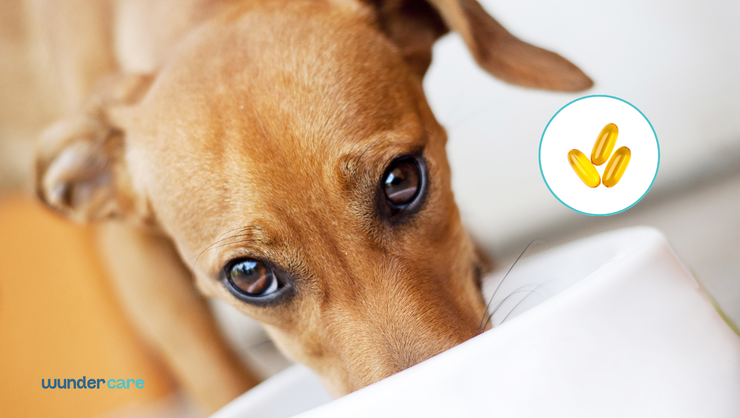 Dog looking at its food bowl beside an omega-3 fish oil supplement icon