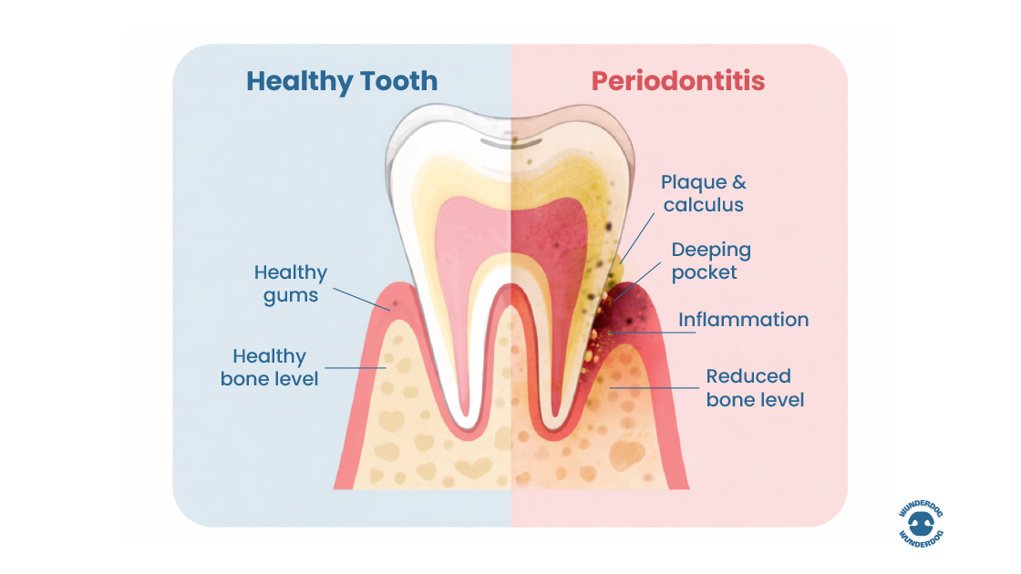Diagram comparing a healthy dog tooth and gums with periodontal disease, showing plaque buildup, inflammation, deep gum pockets, and reduced bone level.