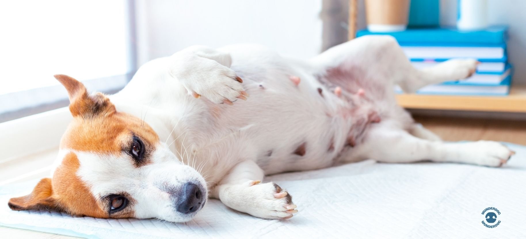 Dog lying on its side with a sensitive stomach, representing digestive discomfort and the connection between gut health and behaviour in dogs.